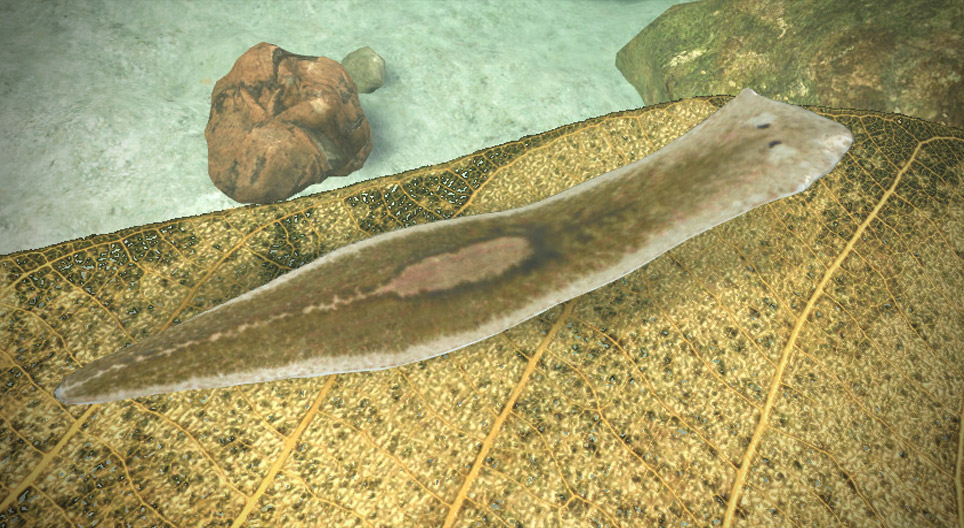 Сүүн цагаан планари