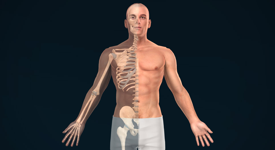 Биеийн бүтцийн хавтгай, тэнхлэг болон чиглэлүүд