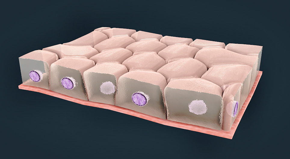 Гадаргуугийн хучуур эдүүдийн төрлүүд