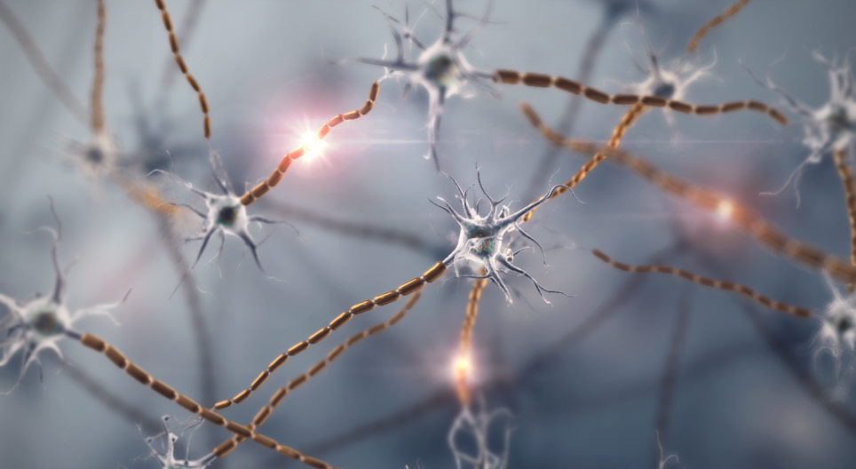 Мэдрэлийн эс, мэдрэлийн эд