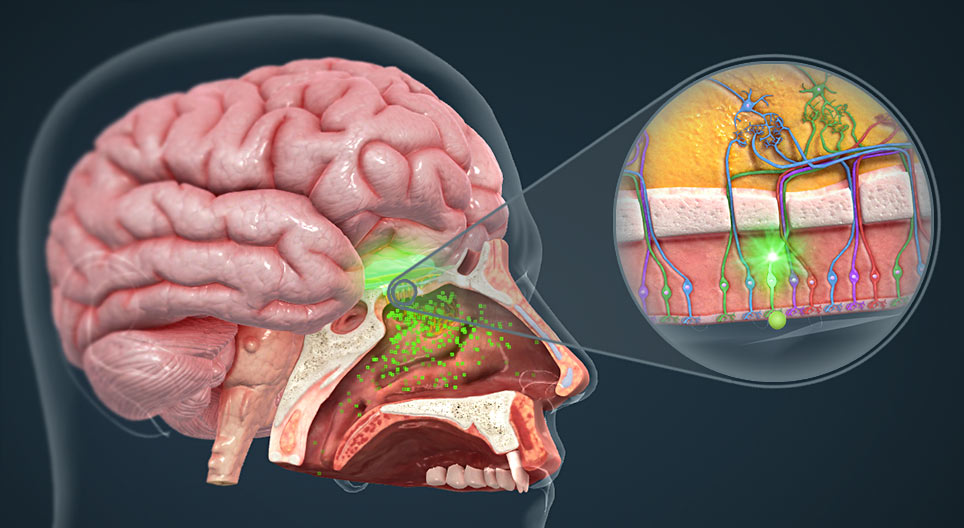mozaik3D/BIO/ember/orr_felepitese/960.jpg