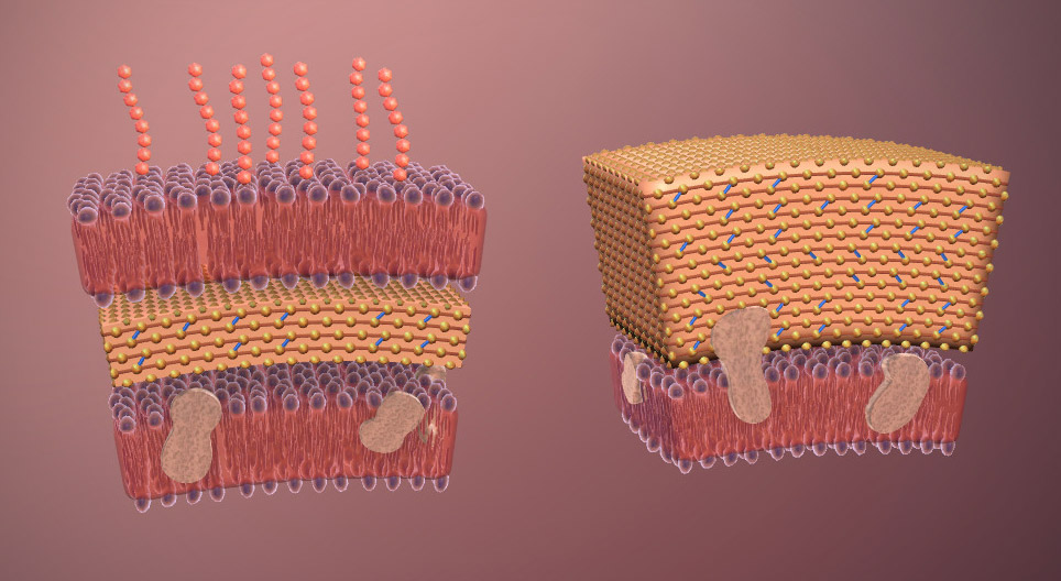 Бактер (ахисан түвшний)