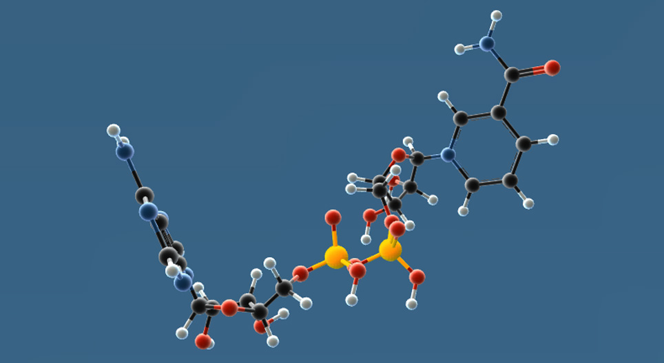 НАД⁺, НАДФ⁺, НАДФН