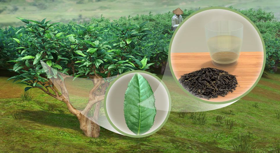 Цайны ургамал (Camellia sinensis)