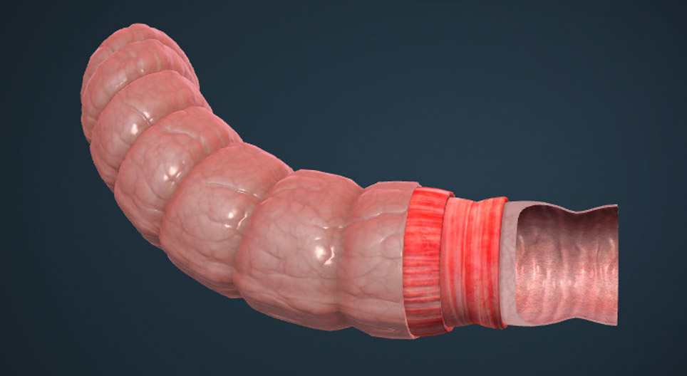Anatomy of the large intestine