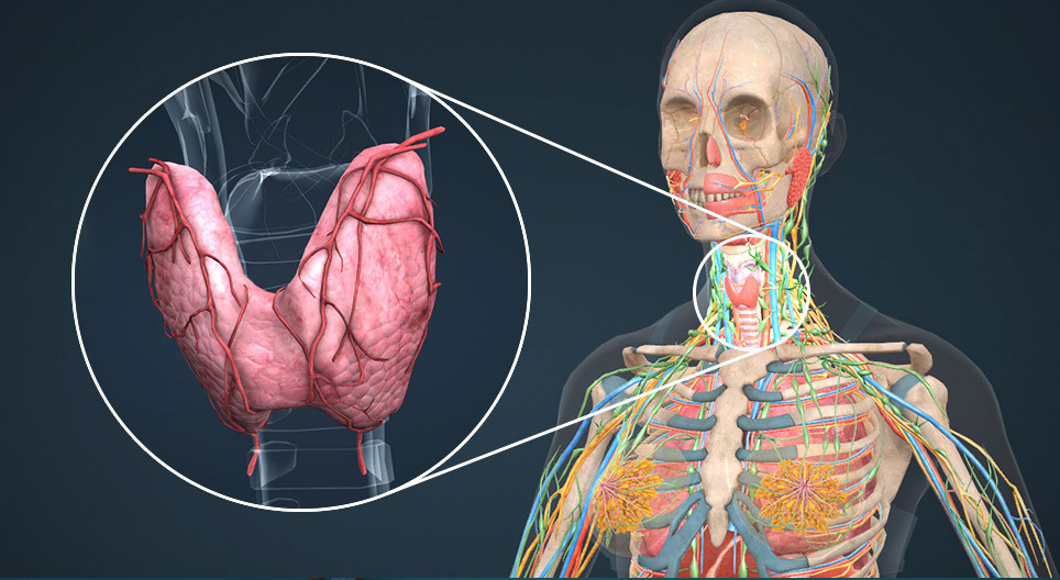 Thyroid gland