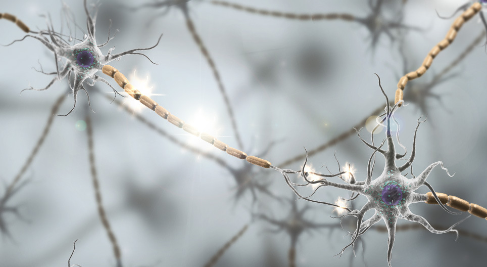 Synaptic transmission