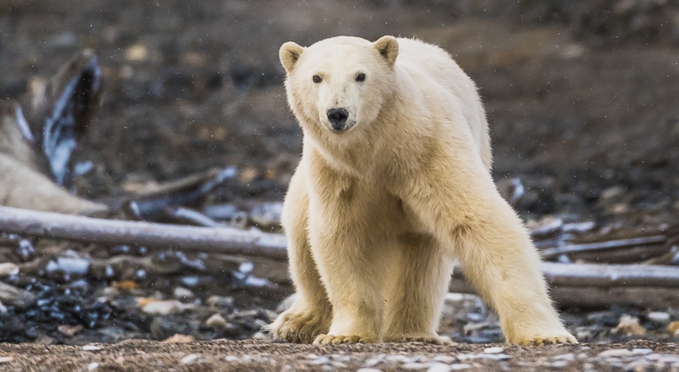 Сургалтын видео