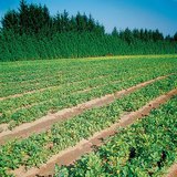 Ой мод үржүүлгийн газар