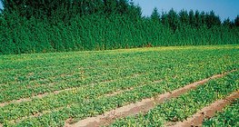 Ой мод үржүүлгийн газар