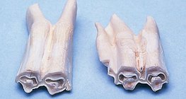 Ургамал идэштний араа