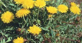 Багваахай цэцэг