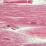 Шөрмөс (уртааш огтлол)