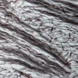 Фибромөгөөрсний эд (гахайн үр хөврөлийн хамарнаас авсан)