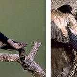 Асрын хараацай