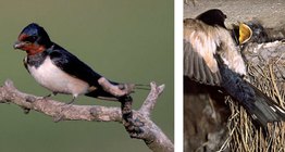 Асрын хараацай