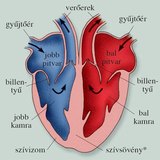 A szív üregrendszere