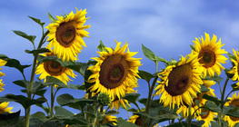 Наранцэцэг