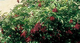 Хар гандигар