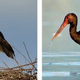 Цагаан өрөвтас үүрэн дээрээ · Загас барьж буй хар өрөвтас