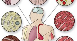 Эдийн эсүүдийн төрөл