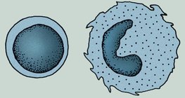 Дархлааны системийн эсүүд