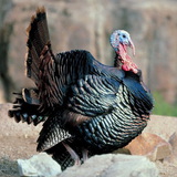 Цацагт хяруул