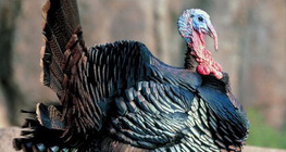 Цацагт хяруул