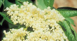 Хар гандигарын цэцэг