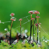 Dew drops on spiderwebs and mushrooms