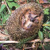 Бөөрөнхийлж буй зараа - 2