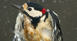 Уснаас нисч буй алаг тоншуул