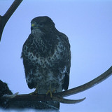 Намгийн хулд