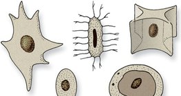 Төрөл бүрийн хэлбэрийн эсийн цөмүүд