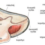 A kagyló felépítése
