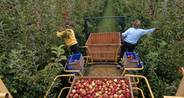 Алим хураалт