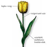 A tulipán testfelépítése