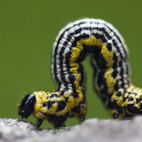 Төөлүүр хорхой