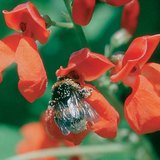 Идшээ хайж буй зөгий