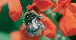 Идшээ хайж буй зөгий