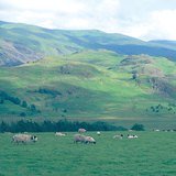 Британийн арлууд дахь хонин сүрэг