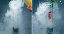 Шингэн агааранд хөлдөөсөн цэцэг нь шаазан шиг хэврэг болдог