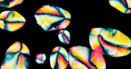 Төмсөн дэх цардуулын мөхлөгүүд