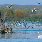 Бага Балатон нуур дахь усны шувууд (Унгар улс)