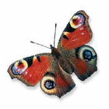 Европын тогос нүдэн эрвээхэй