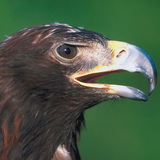 Цагаан сүүлт нөмрөг бүргэд