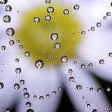 Усны дусалтай аалзны тор