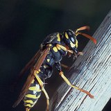 The vibrant colour of the wasp serves as a warning for its enemies