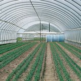 Гялгар цаасан хүлэмжийн дотор