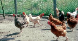 Гэрийн тахианы төрлүүд